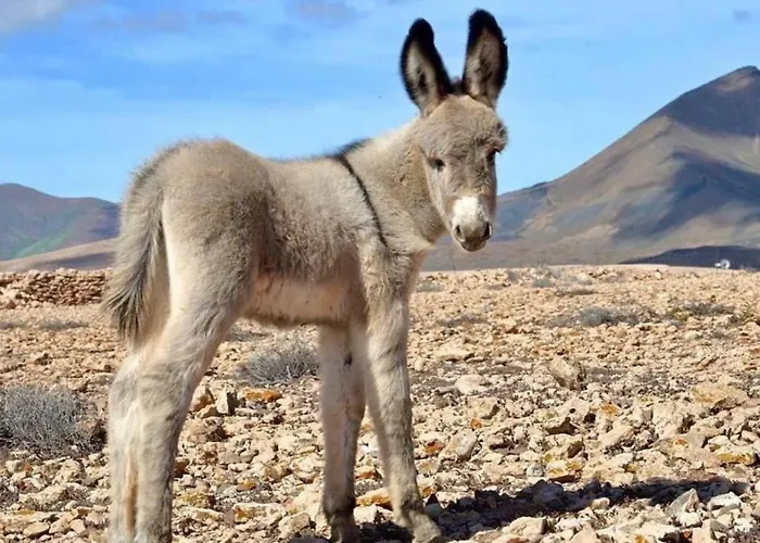 Vistalegre Relax Con Increibles Vistas Caleta De Fuste